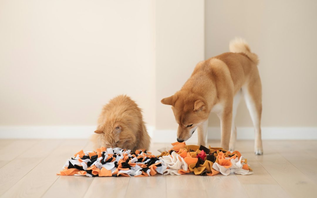 Beyond the Walk: Innovative Solutions for Pet Boredom