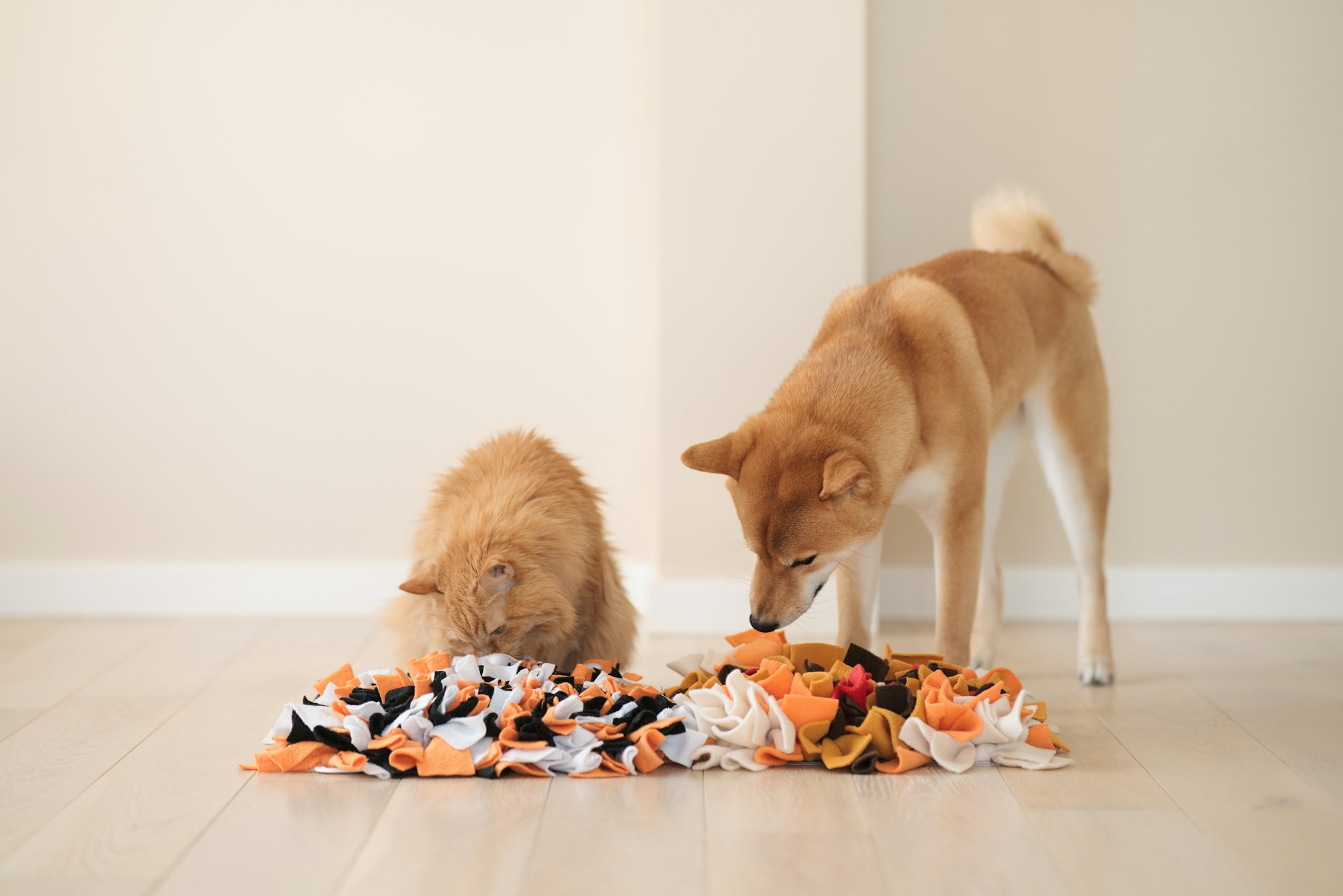 Competition between a cat and a dog. Finding treats in homemade educational snuffle mats for pets.