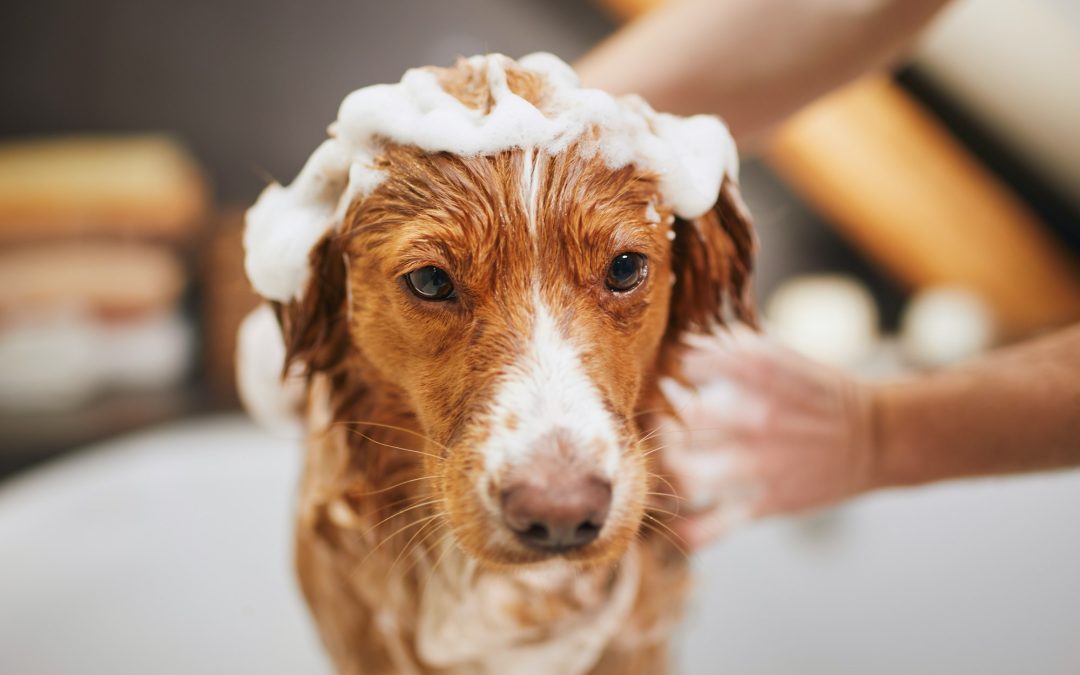 Mastering the Art of Bathing Water-Averse Pets: A Comprehensive Guide
