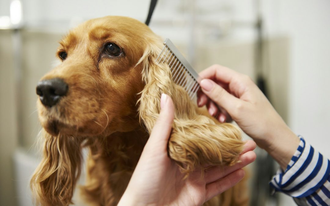 The Essential Guide to Caring for Your Long-Haired Pet