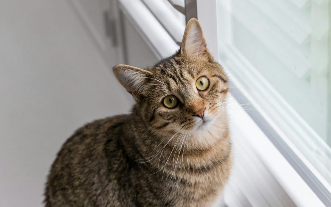 Paws for Thought: Deciding Between an Indoor or Outdoor Lifestyle for Cats
