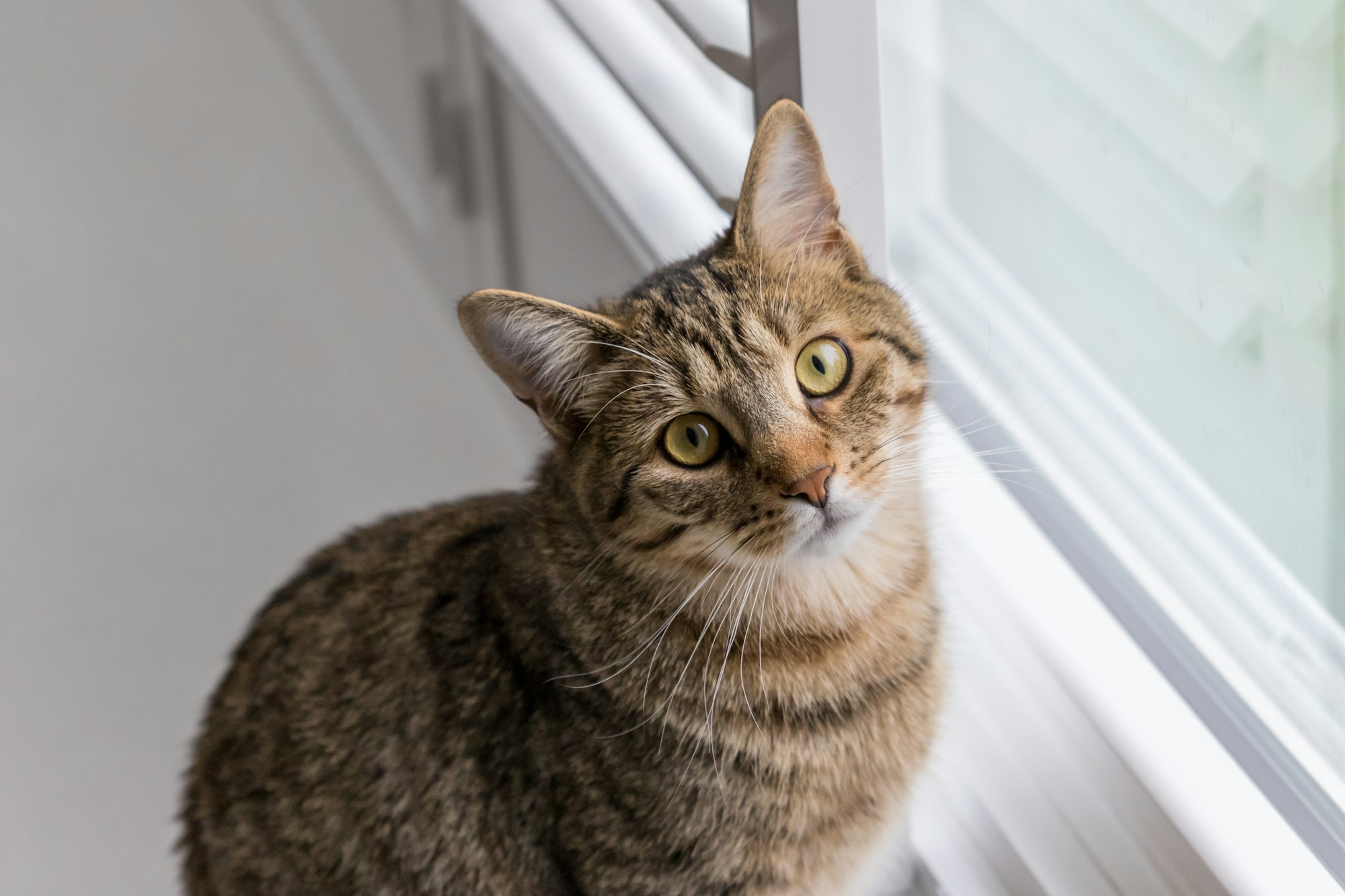 Indoor cat near window